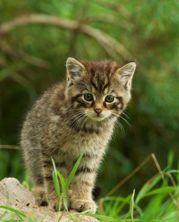 Website-WildcatKit06-24
