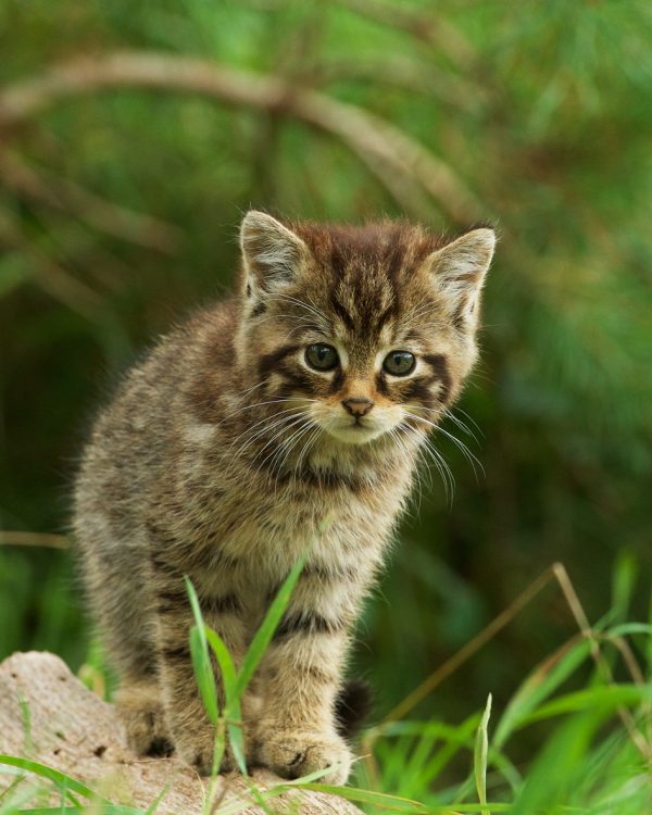 Website-WildcatKit06-24
